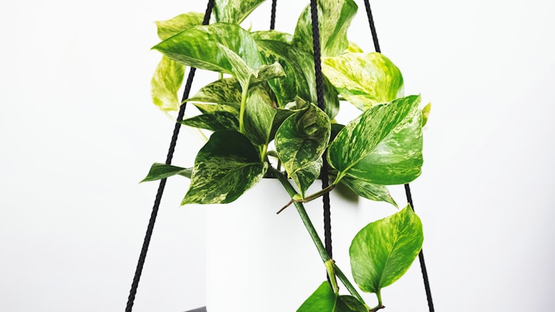世界杯冠军奖杯大力神杯特写 - 金光闪闪的奖杯在黑色背景前